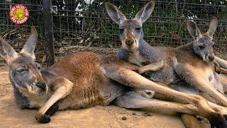 のんびりお昼寝をするアカカンガルー【 群馬サファリパーク 】Red Kangaroo taking a nap