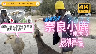 4K【關西自由行】古都NARA奈良一日遊行程｜超人氣拉麵排隊名店｜奈良公園被鹿追+世界遺產東大寺｜JAPAN｜IAMKLOKLO VLOG