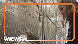 Denver Animal Shelter brings the love to cats and dogs on Valentine's weekend through story time