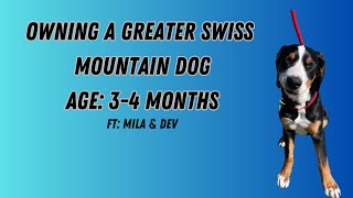 Owning a Greater Swiss Mountain Dog (3-4 months)