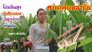 หญ้าฮาราฟัสบราซิล หญ้า'เลี้ยงตั๊กแตนปาทังก้า'  โปรตีนสูง โทร 0982814813 #หญ้าเลี้ยงสัตว์