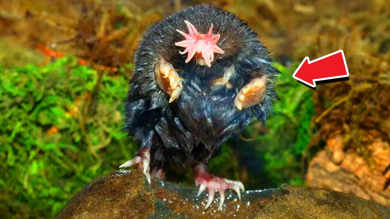 10 Unique Animals You Won’t Believe Exist - YouTube