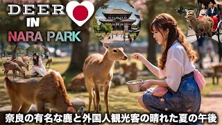 A sunny summer afternoon with nara famous deer | travel to japan