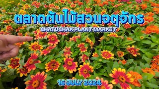 ตลาดต้นไม้สวนจตุจักร EP.2 CHATUCHAK PLANT MARKET EP.2  | 16/07/2567