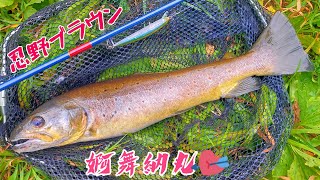 渓流釣り♥ 山梨県 忍野 桂川 ブラウントラウト ルアー釣り♥【ジャークベイト1本勝負‼️】