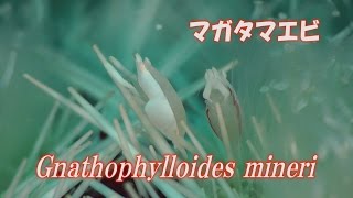 マガタマエビ　Gnathophylloides mineri