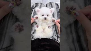 cute cup dog #dog #viral #youtubeshorts