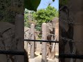 夏風♦②インドゾウ・印度象・リュウトくん・リュウカちゃん・沖縄こどもの国・・・indian_elephant ・okinawa zoo u0026 museum 20230502