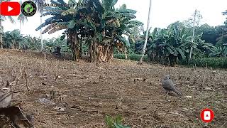 Walaupun tidak poin yang penting ajaran kita tidak lupa sama tugasnya 💪🙏#burung#tekukurajaranbone