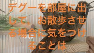 デグー 部屋んぽ注意点