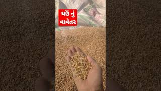 ઘ‌ઉ નું વાવેતર માં કેટલું DAP આને યુરીયા ખાતર વાપરવું ?? #kpa #shorts #viral