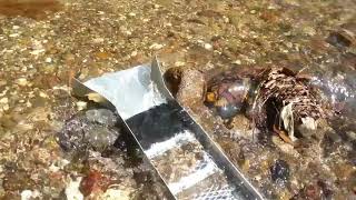 Buscando oro en la sierra de  michoacan Mexico (Gold prospecting in Mexico)