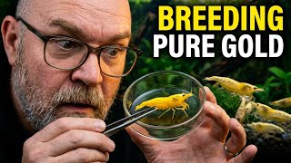 Golden Shrimp Breeding Basics: 5 Essentials That ACTUALLY Matter