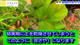 【ハタムスビ】37　初秋の水やりの様子▽畑の野菜の成長の様子　野菜作りムービー