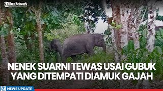 Nenek Suarni Tewas Usai Gubuk Yang Ditempatinya Diinjak-Injak Oleh Gajah Liar