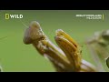 praying mantis vs wasp wild europe national geographic wild