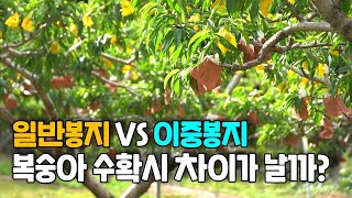 복숭아 수확 할때 봉지에 따라 착색이 다를까? 일반봉지와 2중봉지 비교