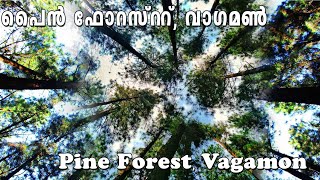 Pine forest | Vagamon Pine forest | Pine forest vagamon