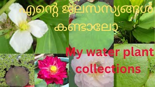 എന്റെ പൂന്തോട്ടത്തിലെ ജലസസ്യങ്ങൾ . ഇനി പുതിയ താമരകളും @shalusplantworld