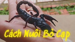 Cách Nuôi Bò Cạp - Asian Forest Scorpion / Vũ Lê Channel