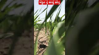 ખેડુત નું સાચું સોનુ