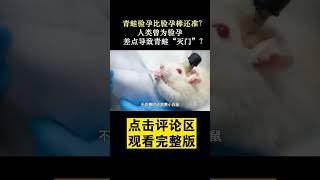 Pt3/3 青蛙验孕比验孕棒还准？ 人类曾为验孕，差点导致青蛙“灭门”？#船长动物园 #青蛙 #shorts