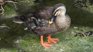 羽根の生え変わり時期は飛べないカルガモEastern Spot-billed Duck / Anas zonorhyncha　DSCN5127