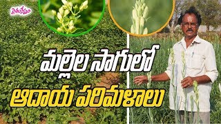 Flowers Farming || ప్రకృతి సేద్యంలో పూల సాగు || Farmer S Tirapataiah || Darsi