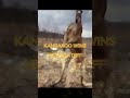 kangaroo vs emu