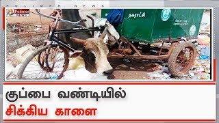 குப்பை வண்டியின் சைக்கிள் தூம்புகளுக்கு இடையே சிக்கிய காளை