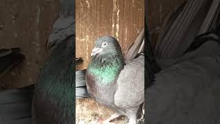 Karnam breeding pair available in Hari Racing pigeons market coimbatore