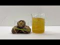 shiitake mushroom extract