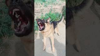 very aggressive dog #shorts #dog #pitbull #aggressive dogs