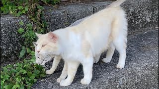 寄り添いあって歩く仲良し野良猫