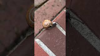 🐌 snail climbing wall #snail #nature #animal #outdoor #adventure #hiking #birds #animals