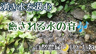 #016 【湧き水を頂く】自然の音 水汲み 岐阜 下呂