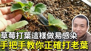 草莓如何打老葉？3點事項需注意，手把手帶你正確打老葉【手藝人飛羽】