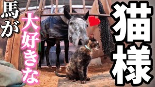 猫吸いをする馬達。馬が大好きな猫様が可愛すぎました…。【ツルマルボーイ様のシモベ】