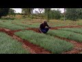 ONION NURSERY -TRIMMING THE TIPS BEFORE TRANSPLANTING