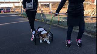 1652　ちょびんちゃん　コーギー車椅子4輪お試し