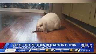 Rabbit-killing virus detected in East Tennessee
