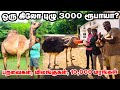 பறவைகள், விலங்குகள், 10,000 மரங்கள் | வியக்க வைக்கும் Naveen Garden | Pasumai Vikatan