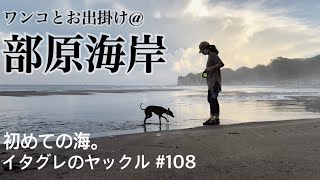 イタグレ子犬はじめての海んぽ【部原海岸】Italian greyhound puppy