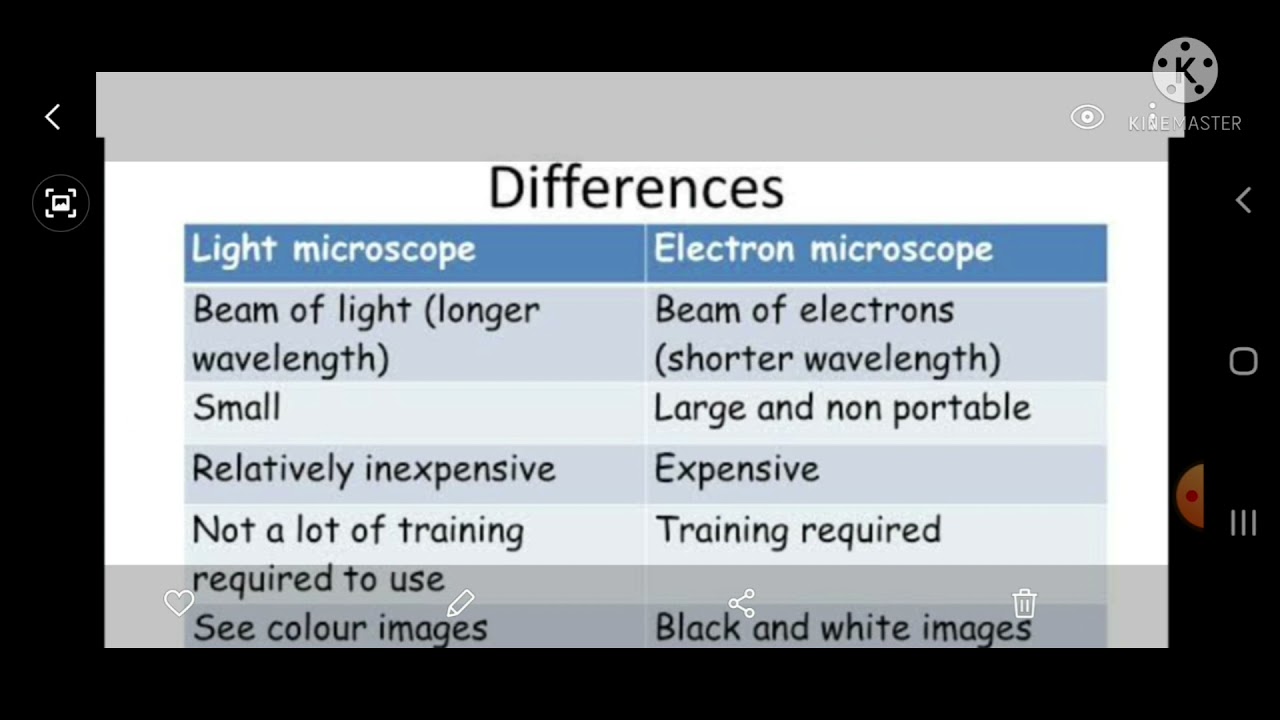 Differences Between Light Microscope And Electron Infoupdate Org Differences Between Light Microscope And Electron Infoupdate Org