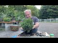 How to Make a Bonsai From a Garden Center Tree