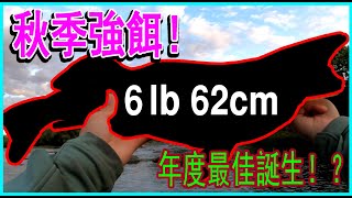 路亞T尾軟魚釣法思路 | 秋季強餌攻略系列（Paddle Tail Swimbait Breakdown）#半殺 #路亞 #釣魚