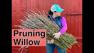 How To Prune Willow Pepperharrow