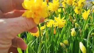 Planting Daffodils in Pots Instant Spring Garden