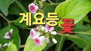 [510] 언덕에 꼭두서니과에 속하는 덩굴식물 빨간 계요등 꽃