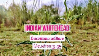 மூலிகை செடிகள் - வெள்ளருகு | Enicostema axillare - Indian Whitehead | Plant Identification